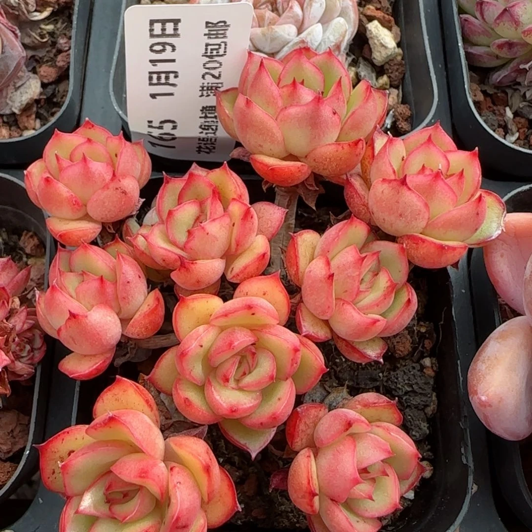 花语逸镜0119-165