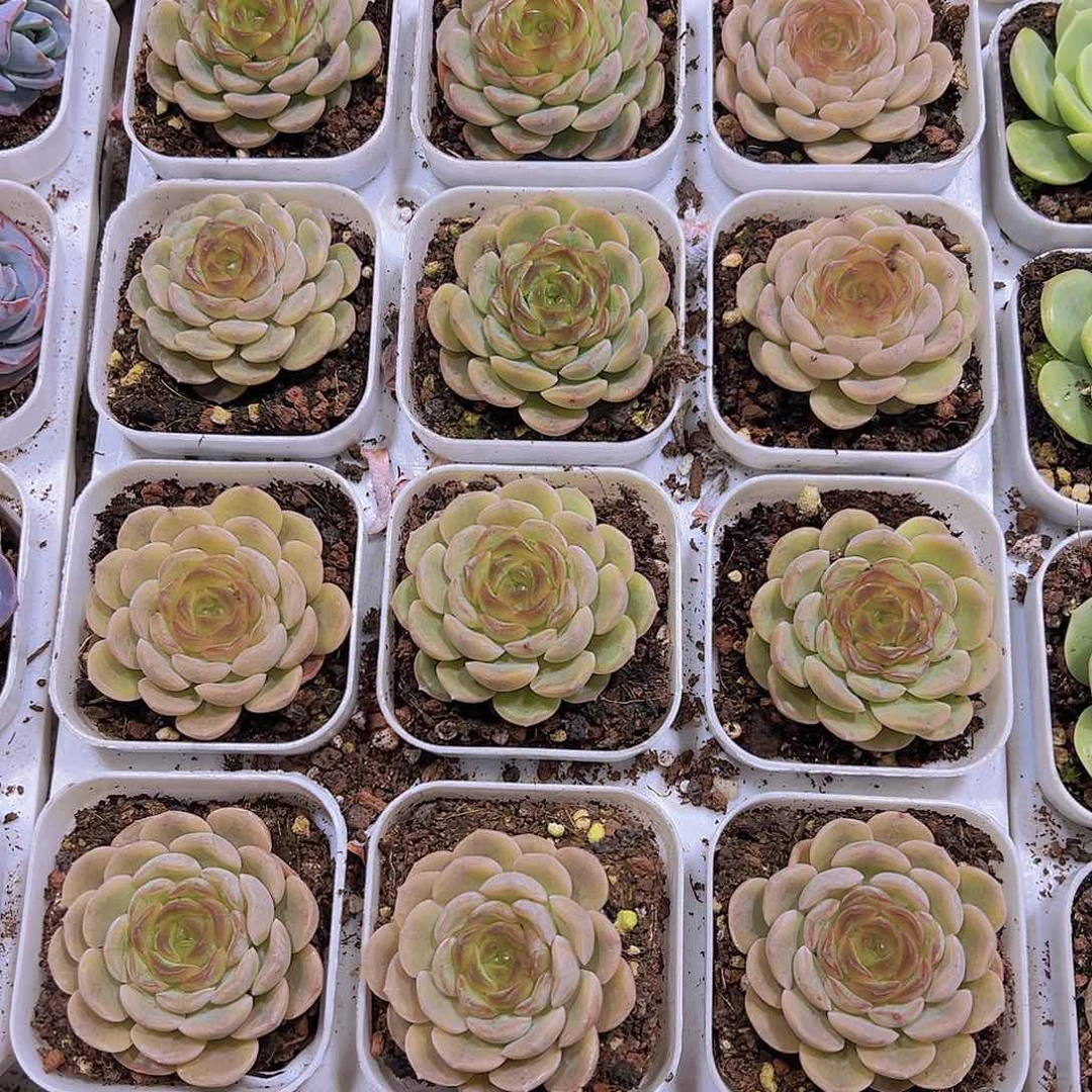 容晶19包邮多肉植物