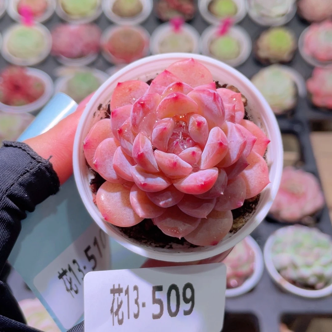 花利美13-509新品