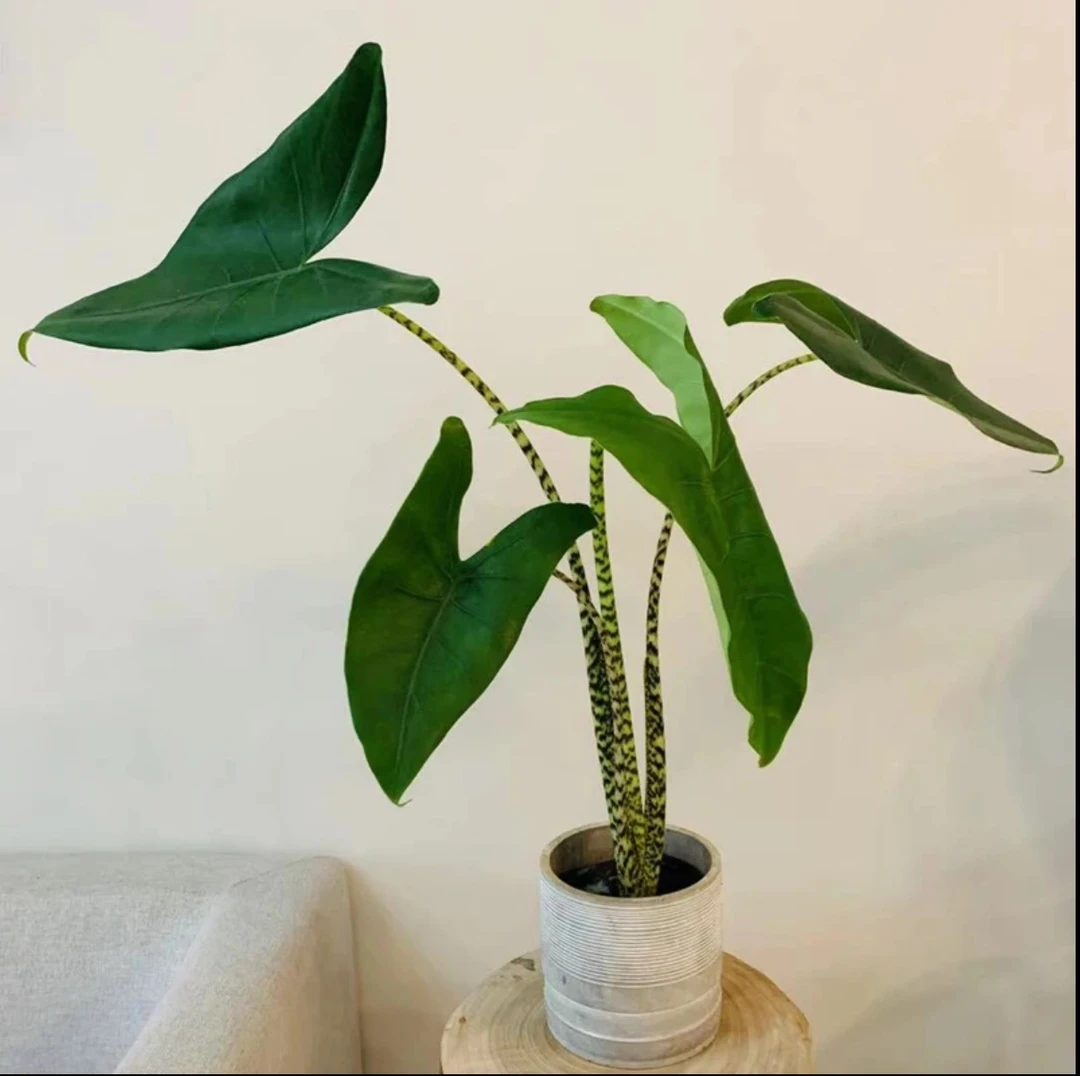 新奇稀有斑马虎斑海芋热带绿植盆栽适合室内庭院观赏
