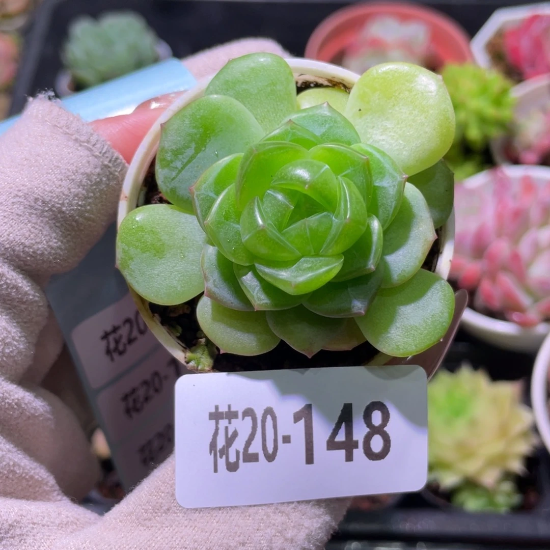 花利美20-148新品珍妮
