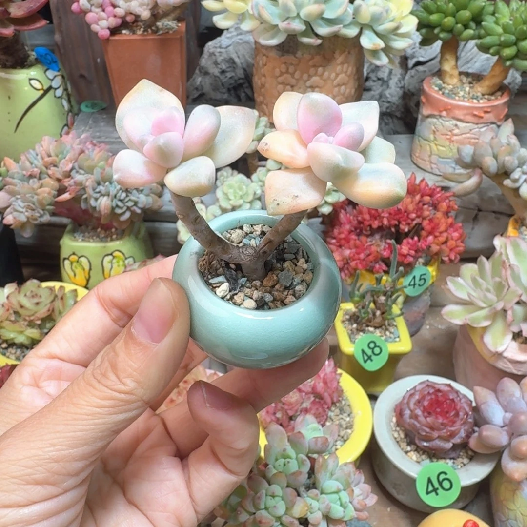 美杏锦 多肉含盆土 一物一拍