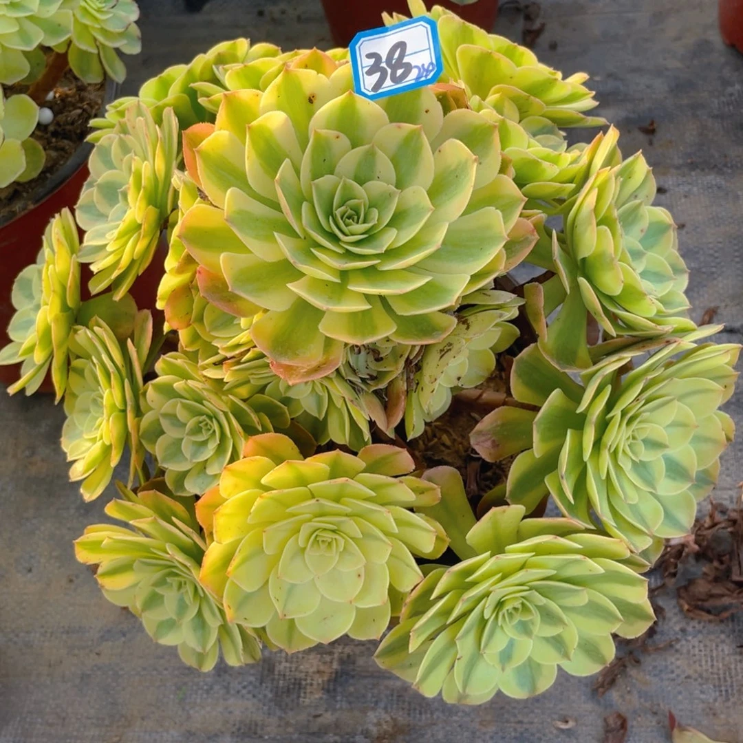 38雨荷精品法师多肉