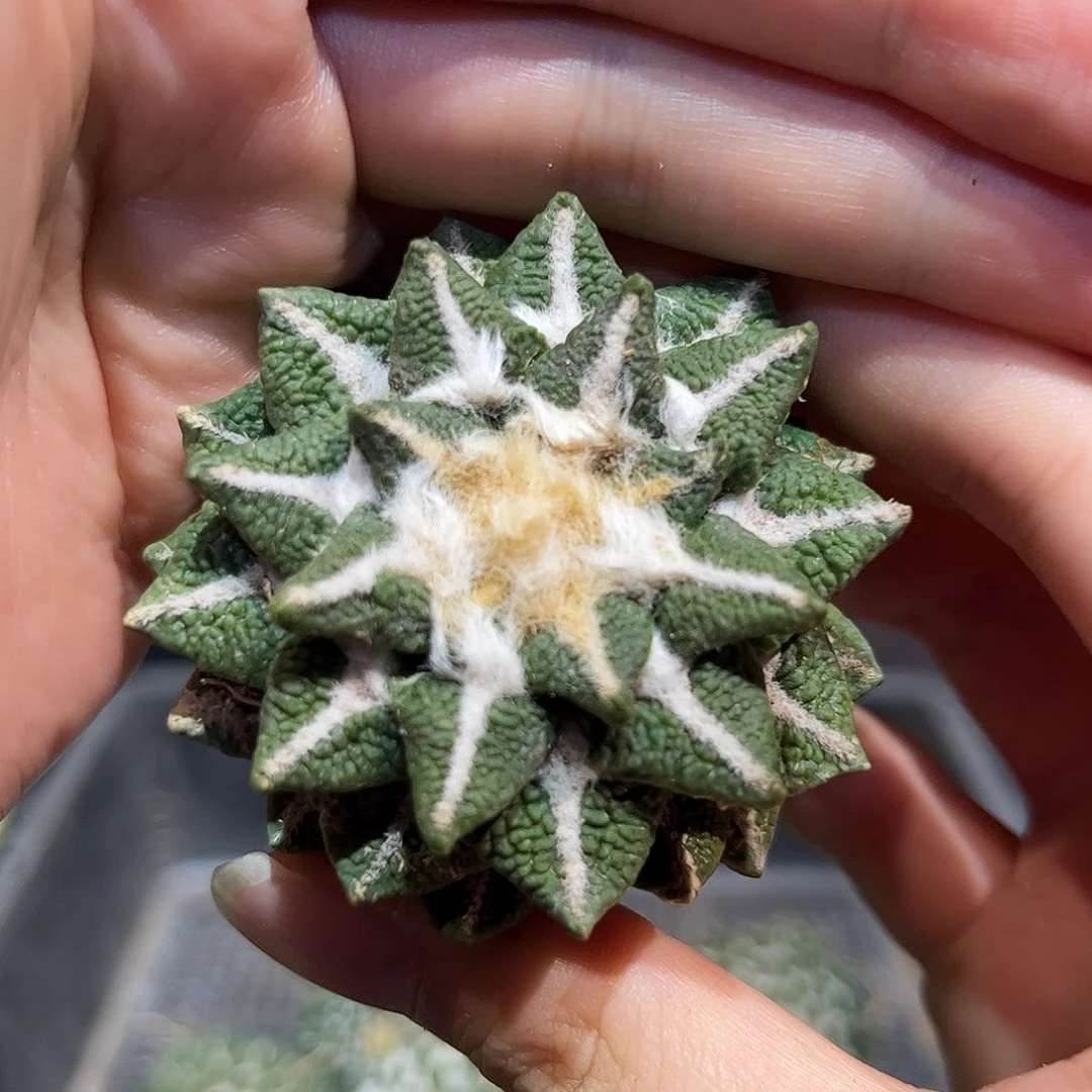 5.5cm自根大尤黑牡丹萝卜根