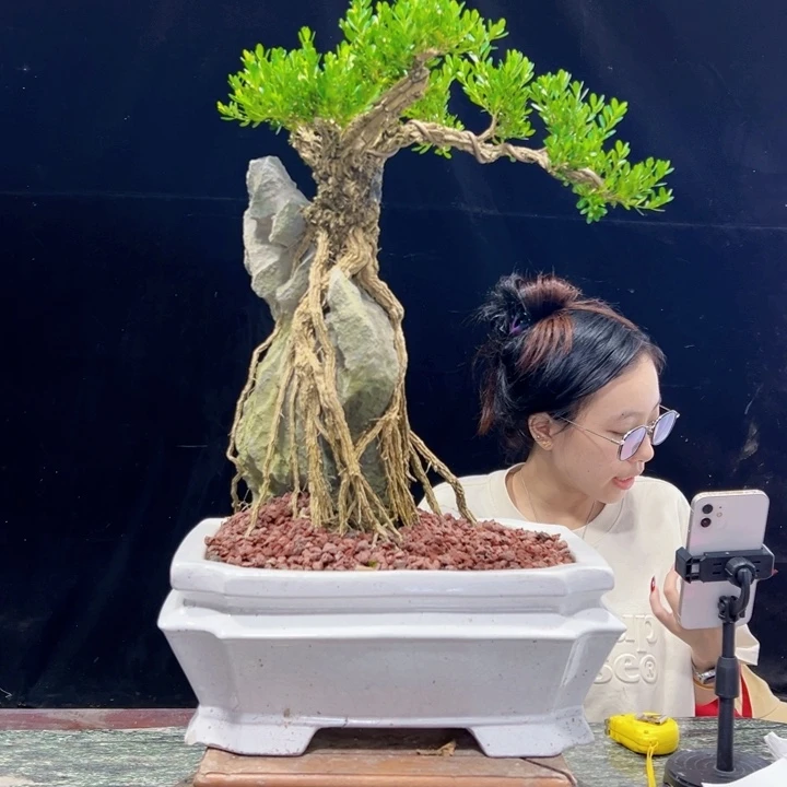 无花朵皱皮黄杨四季常绿