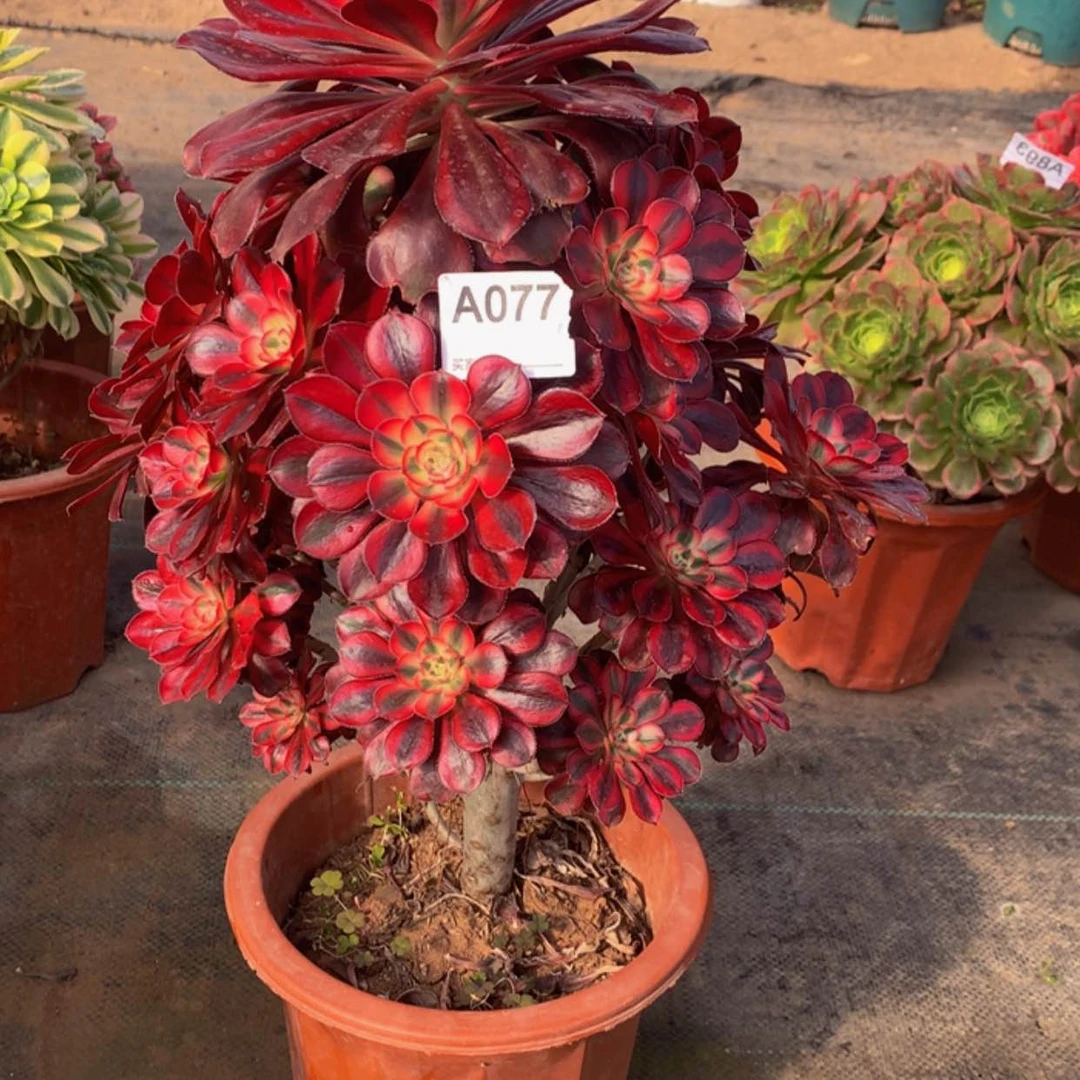 【闪购商品】77香奈儿