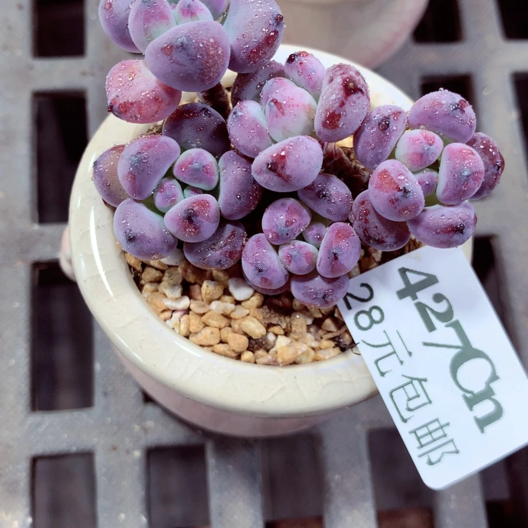 5厘米盆精控多肉427