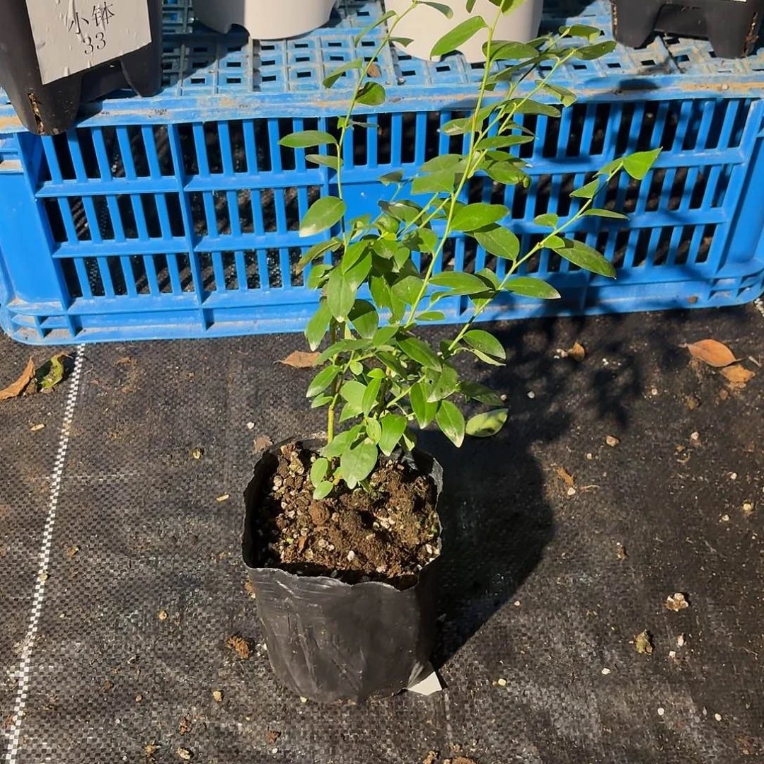 小钵苗 F6。福利价 不售后
