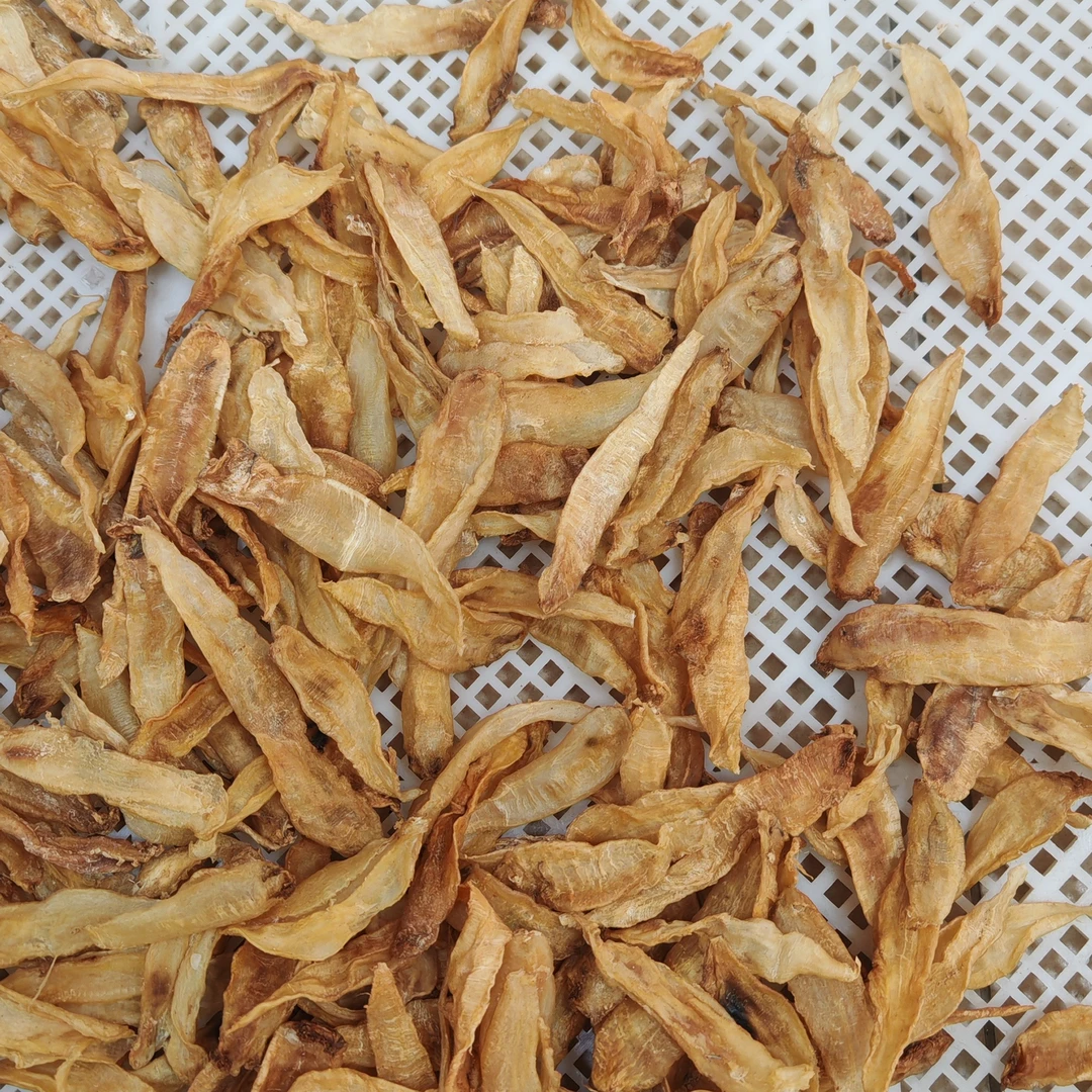 渔民自晒黄花鱼的鱼漂，足干老胶，390头鱼胶鱼鳔