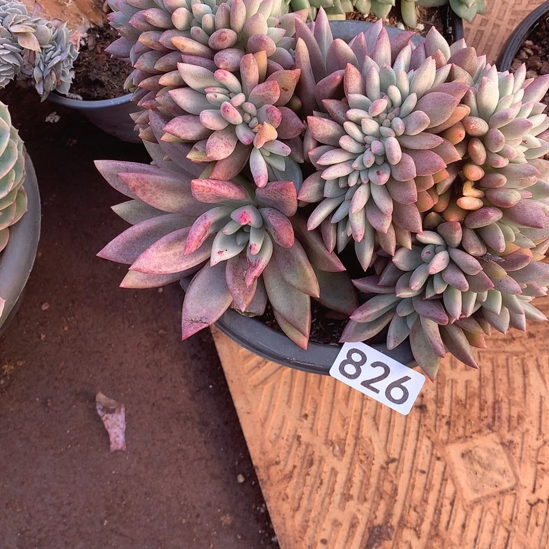 826桃花源缀 一物一拍多肉