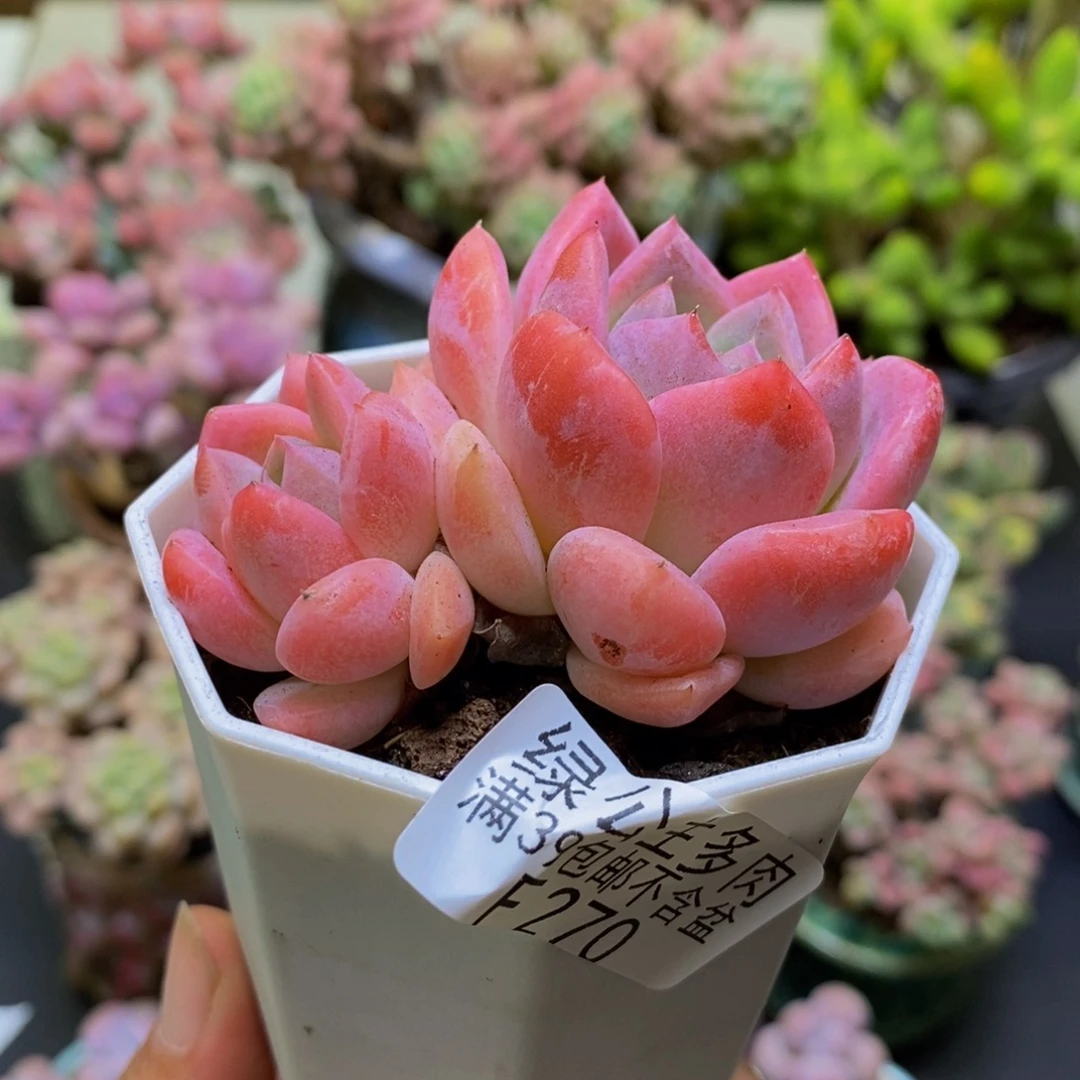 270冰冰6cm多肉植物