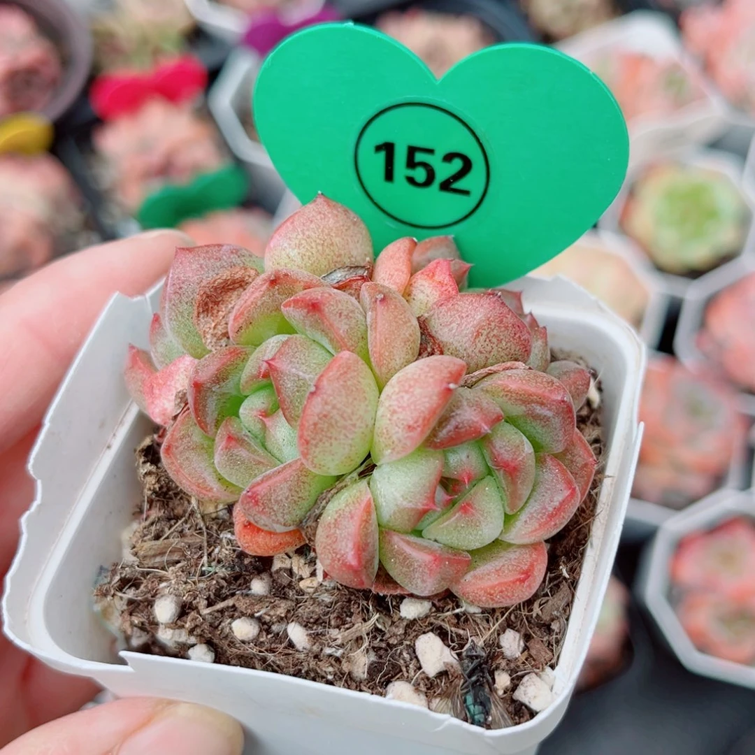 152号小老桩珍妮群