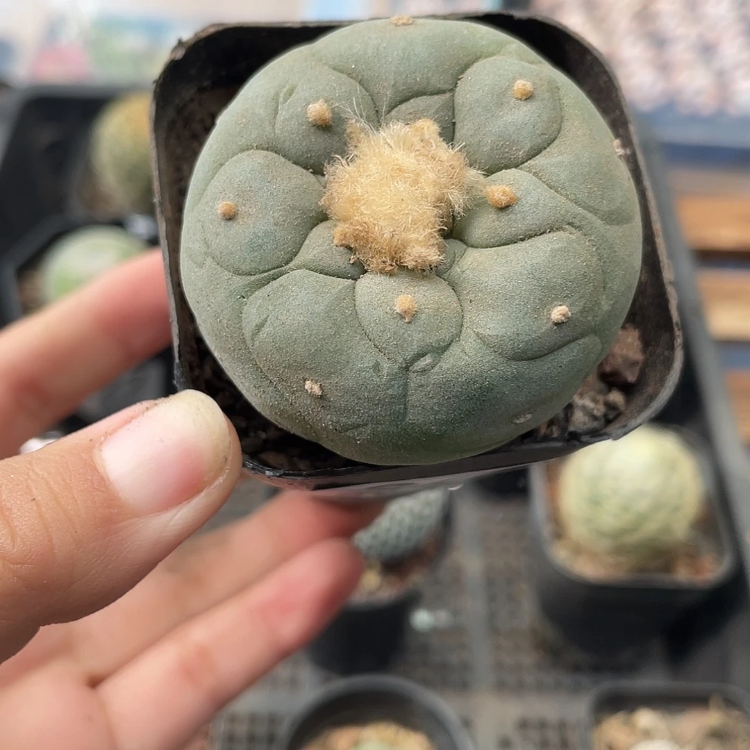 225银鱼（满18元包邮）