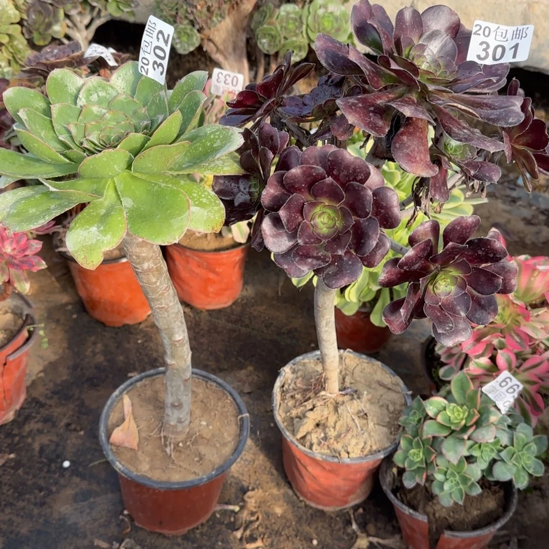 黑圆叶301+艳姿302满20包邮断枝不包