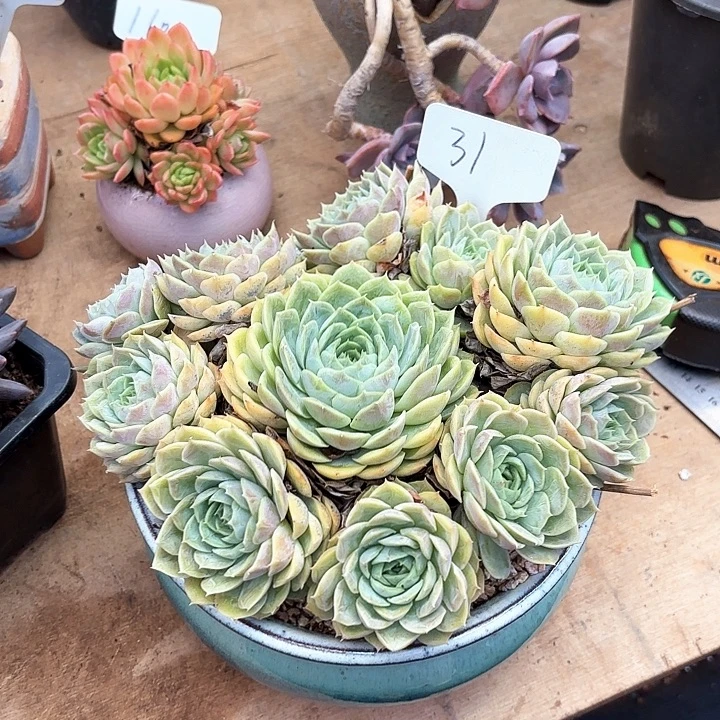 多肉植物，昂斯若31号