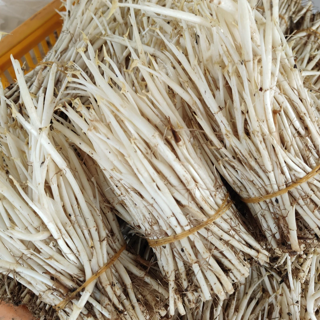 四川新鲜现割折耳根鱼腥草嫩尖嫩芽