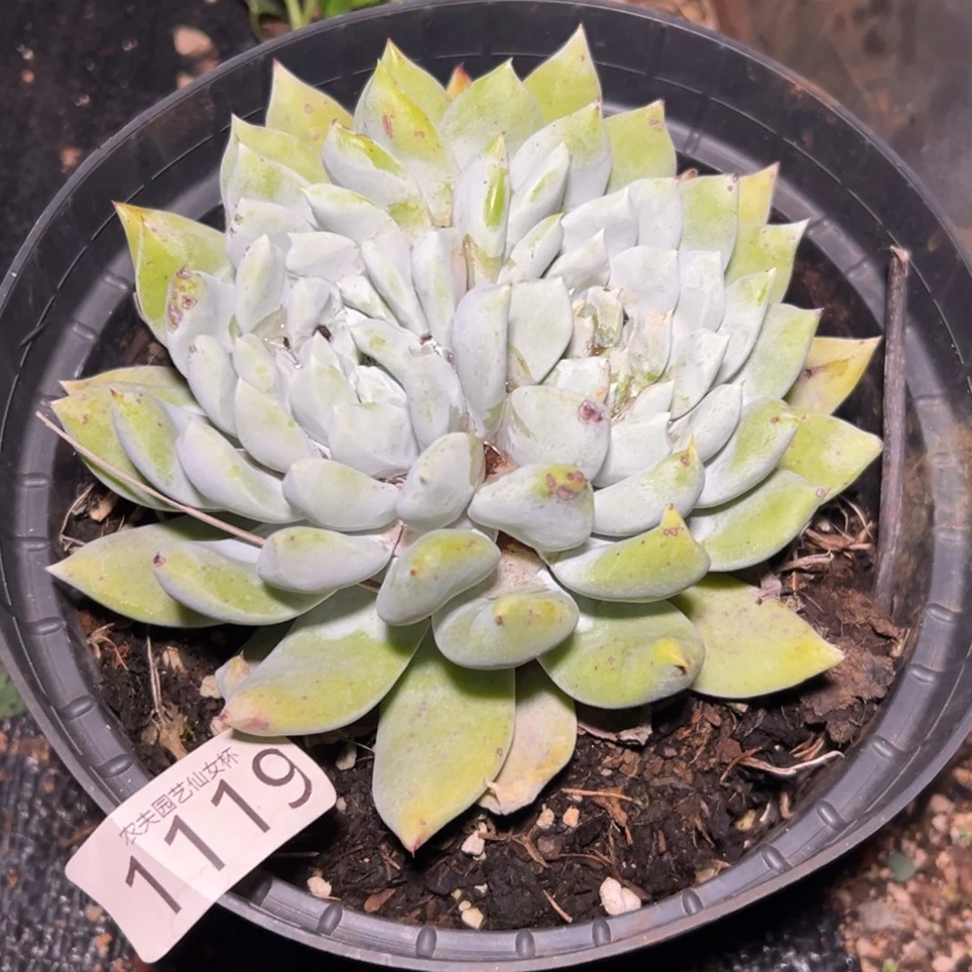 行****?3代杂交仙女杯多肉。