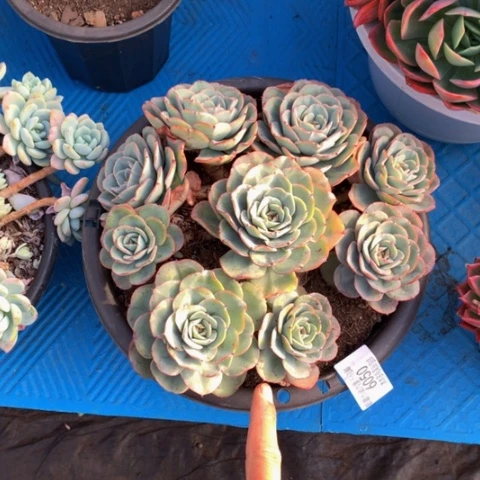 米****?6050奶油黄桃多肉