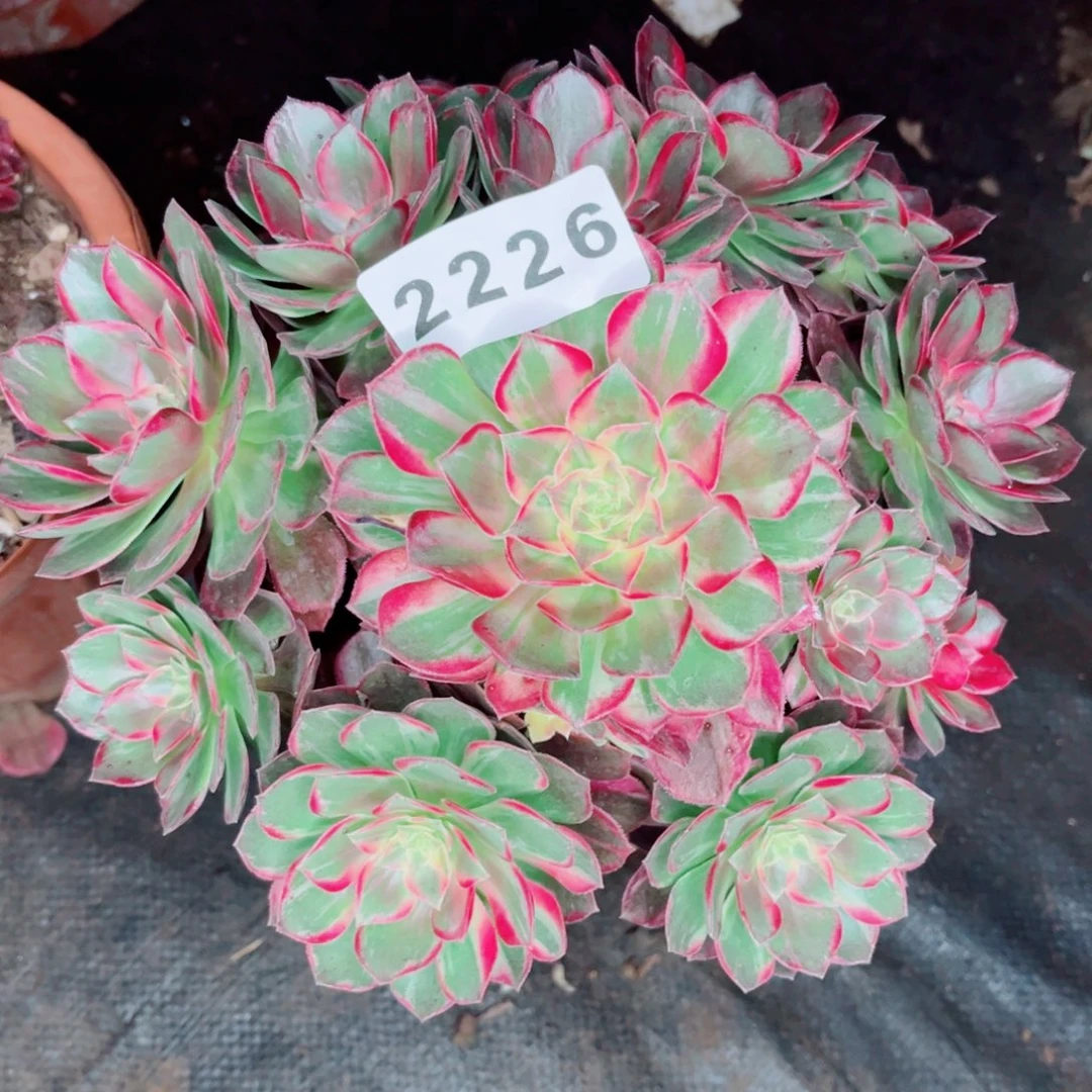 万花筒变异近乎桃花坞