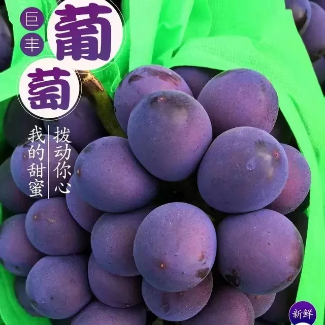 【整串发货】新鲜巨峰葡萄整串装新鲜葡萄应季水果非无籽孕妇水果