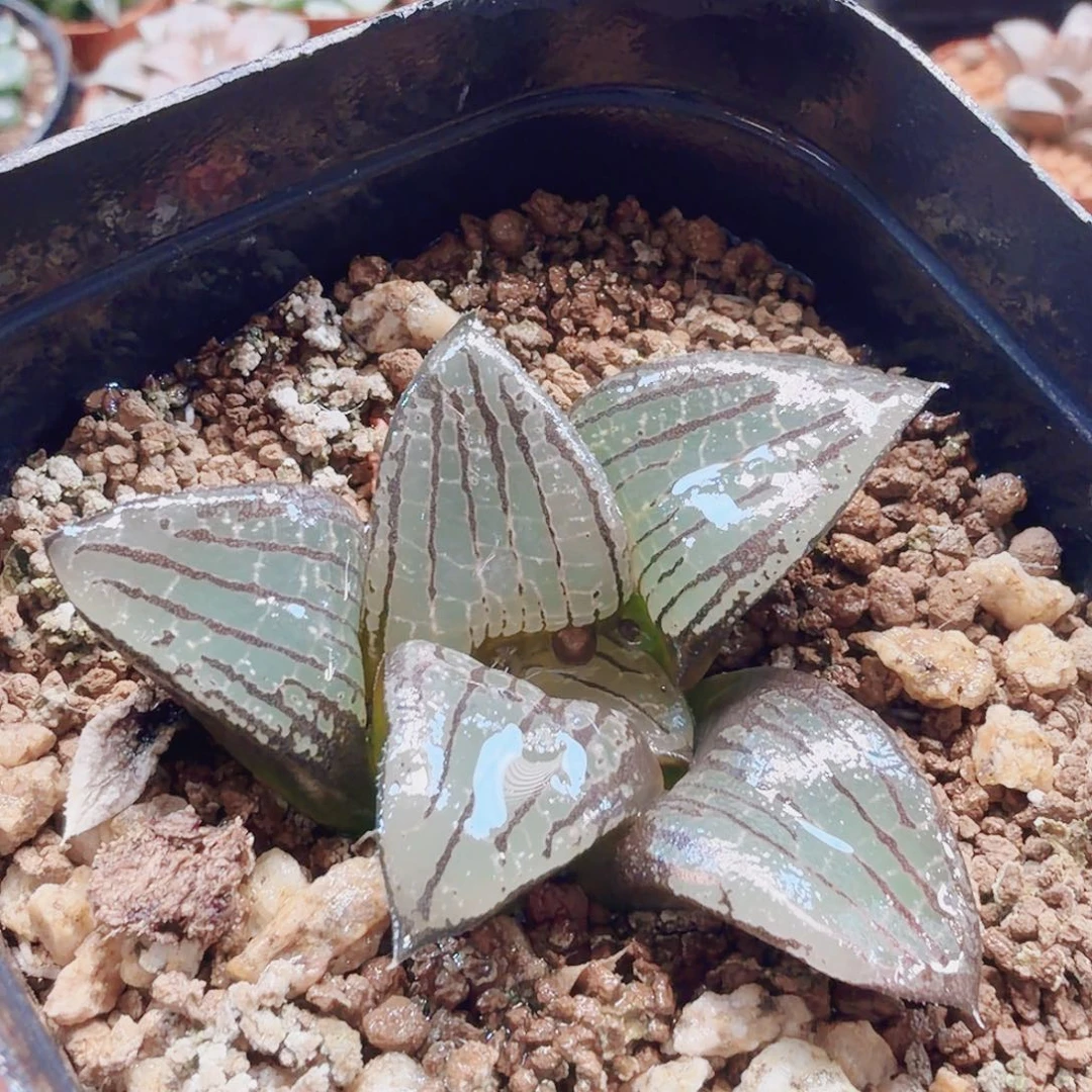 无花朵十二卷 实生特远福利