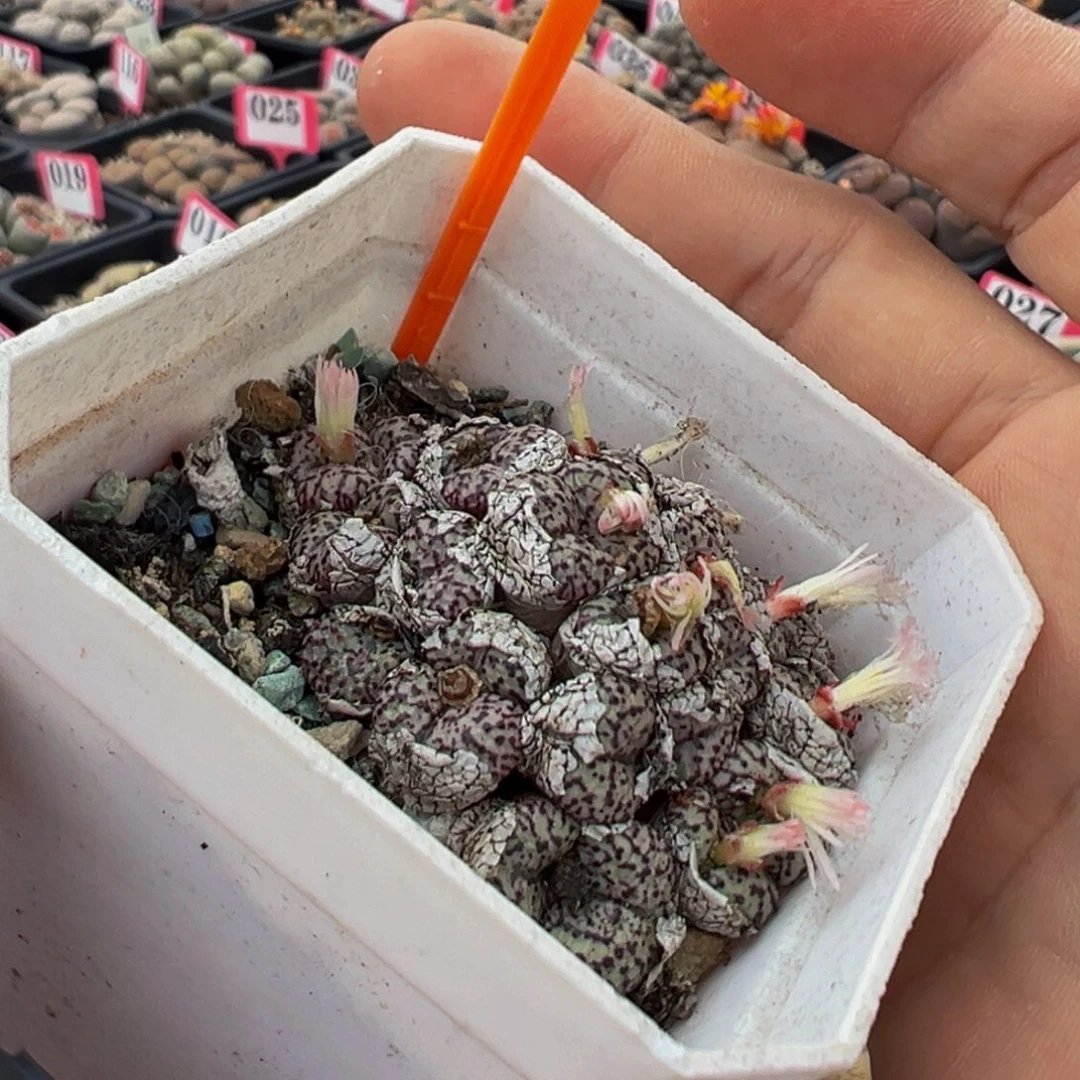 509 一物一拍，默认有伤，介意勿拍，不退不换