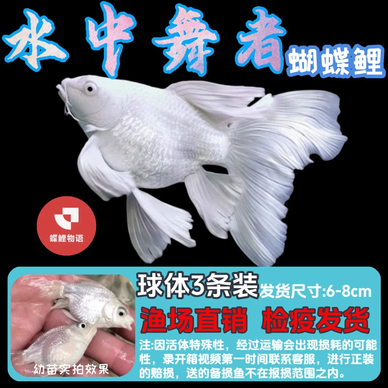 纯种白色蝴蝶鲤观赏鱼(球体3-8cm)大鳍大尾冷水好养耐活