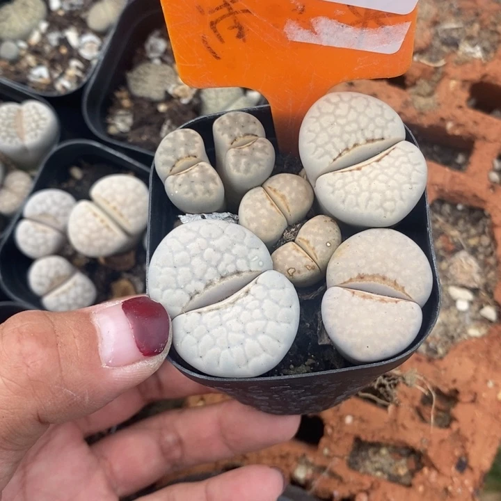 晴***璃无花朵生石花等植物384