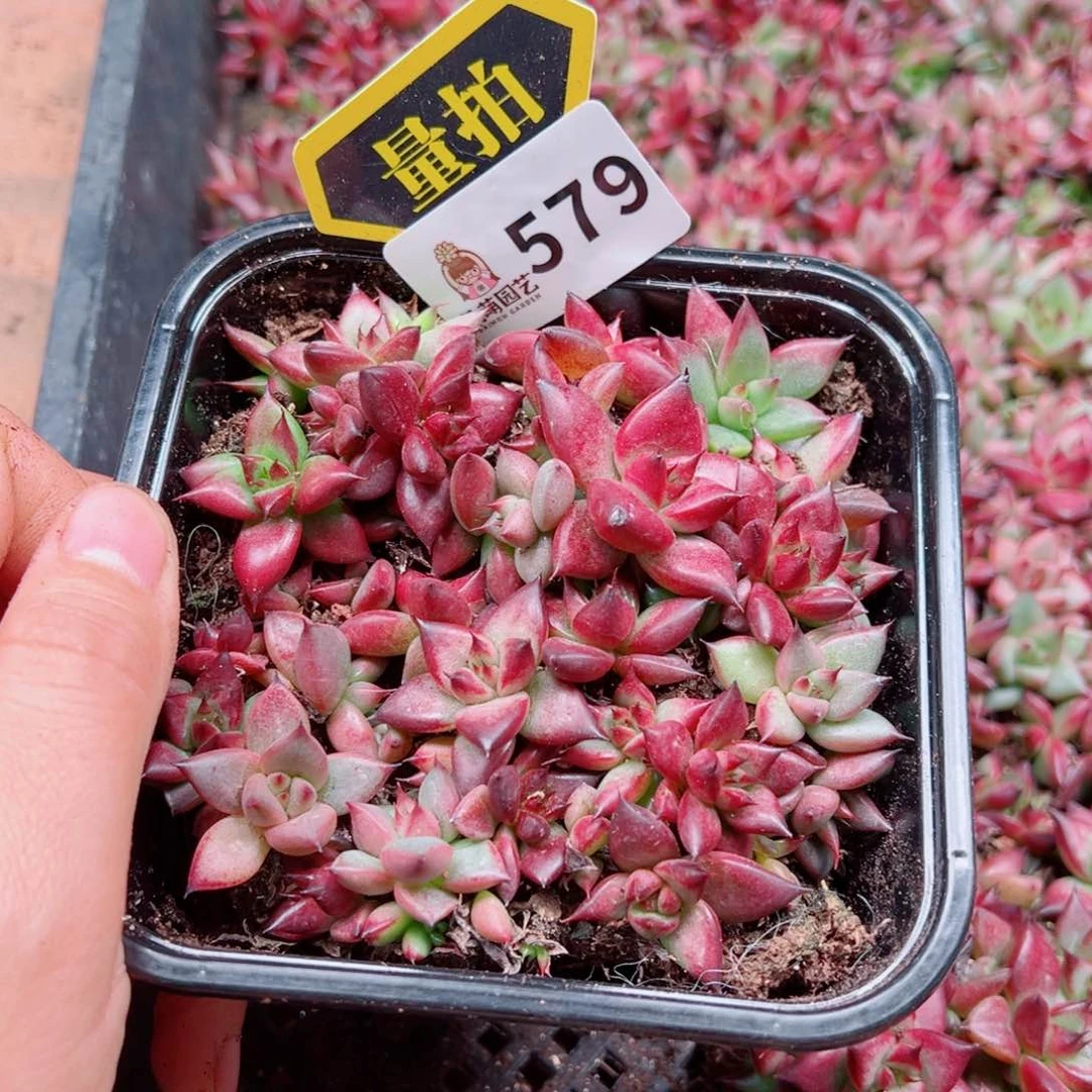 当前无花朵，栽培后可花朵