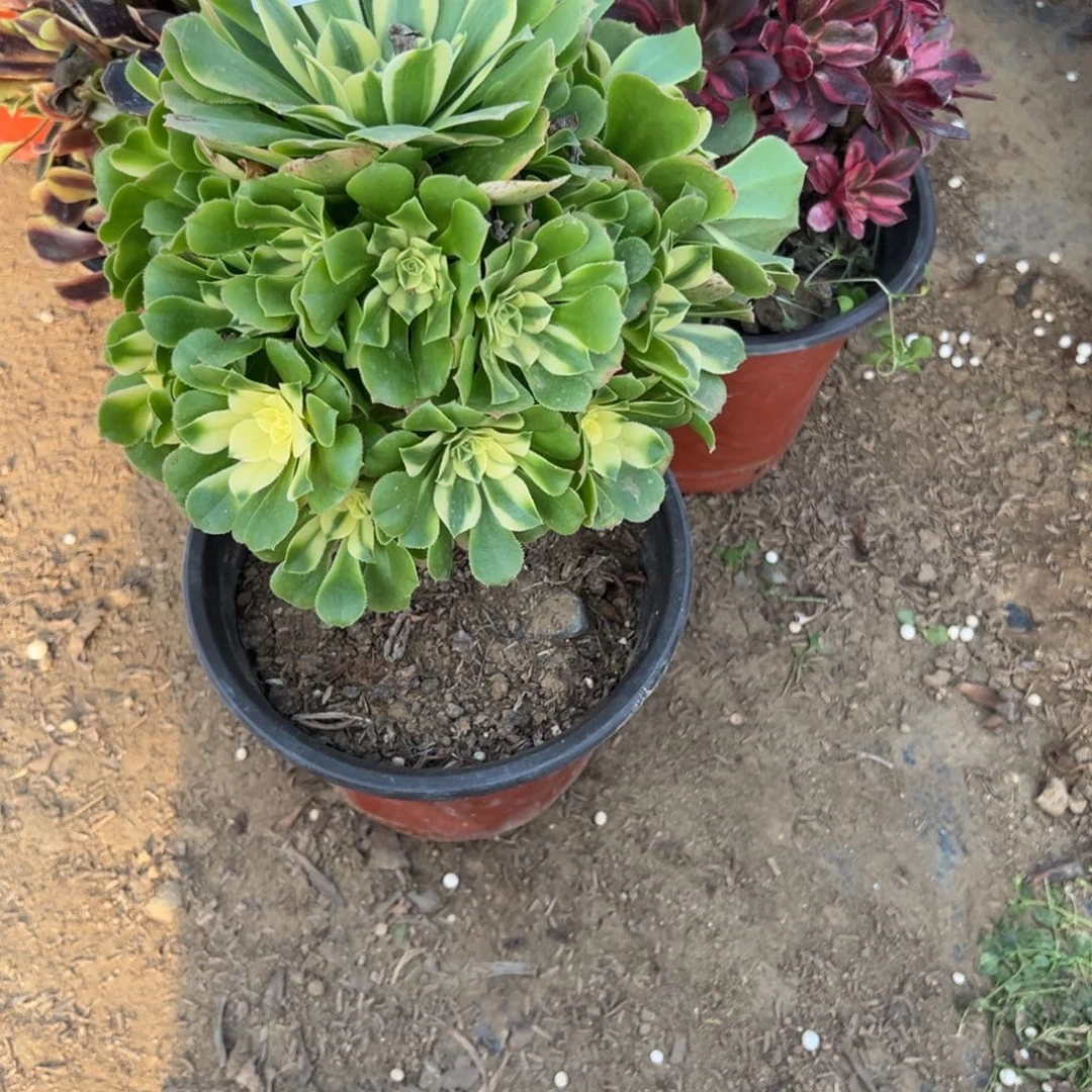 988辛尼亚多肉植物法师多肉