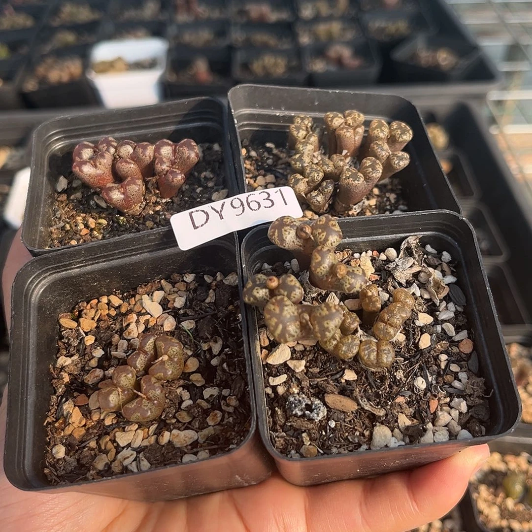 18包邮一物一拍勋章9631