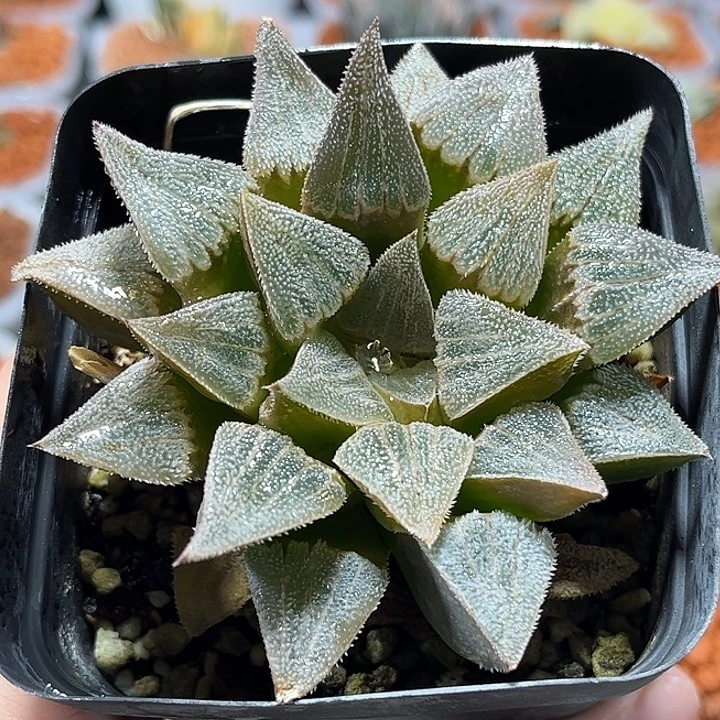 十二卷多肉特毛羽