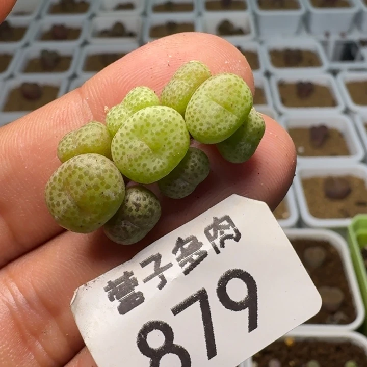小金桔3颗3头