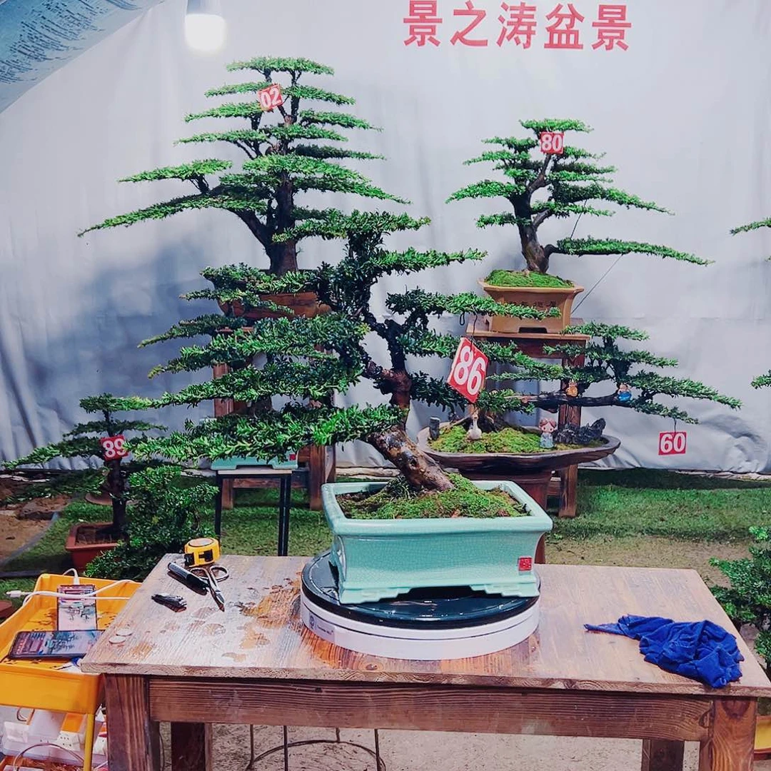 无花朵红芽珍珠罗汉松
