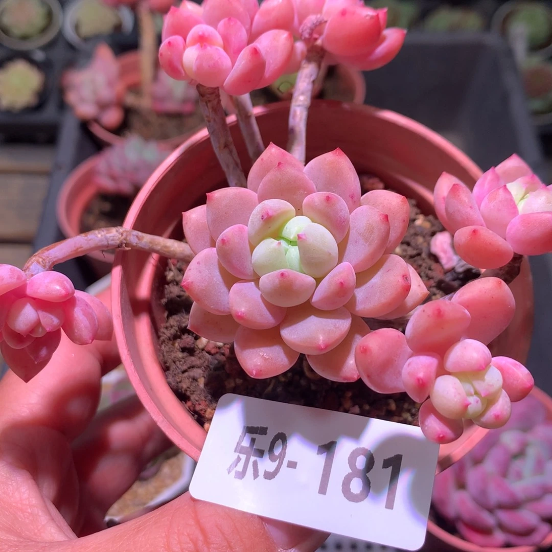 乐然 9-181 洛丽塔