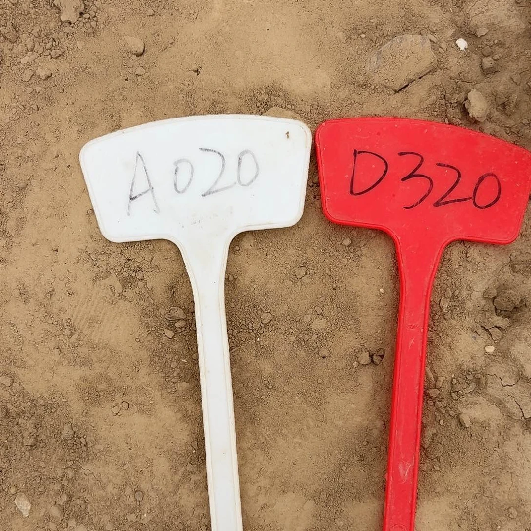 先***想A020,D320，3-249两颗瑕疵歪头