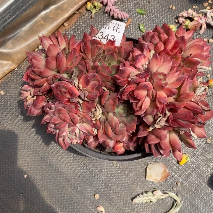 用****3精品多肉植物2343