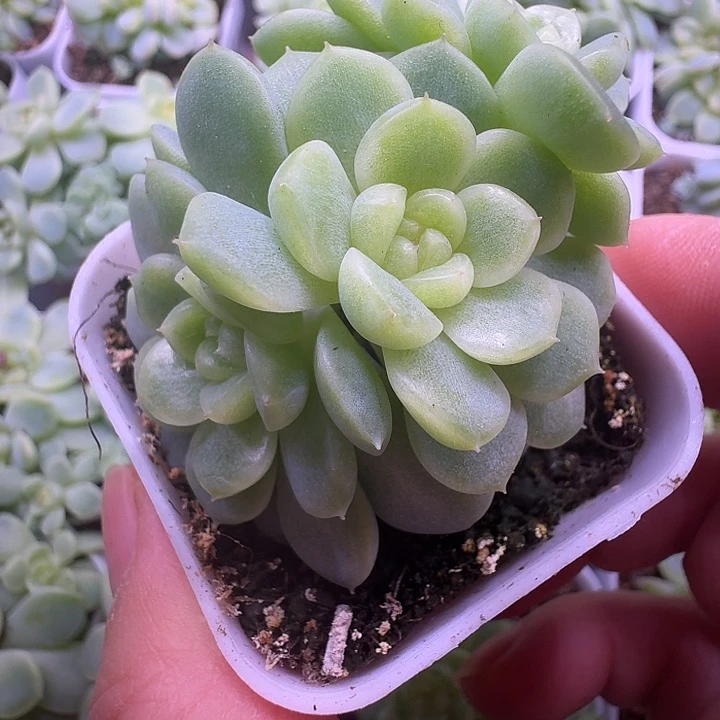 *****小鱼儿专拍纸鸢三头