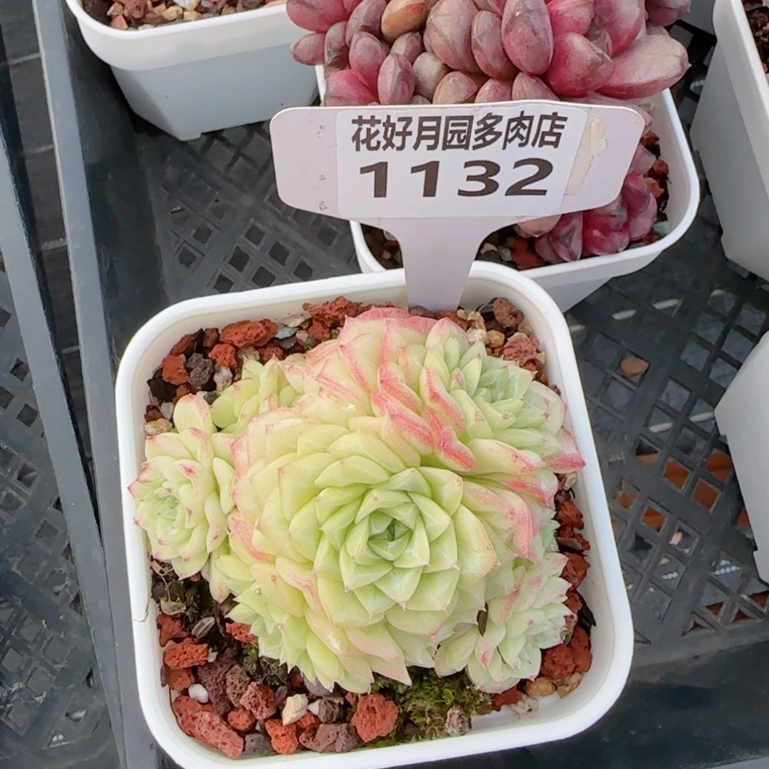 多肉植物1132……….