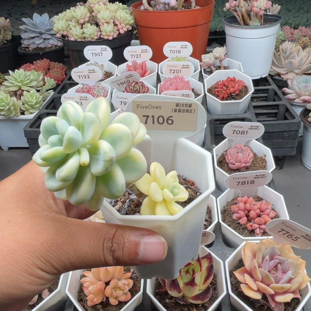 7106劳尔锦5.0厘米