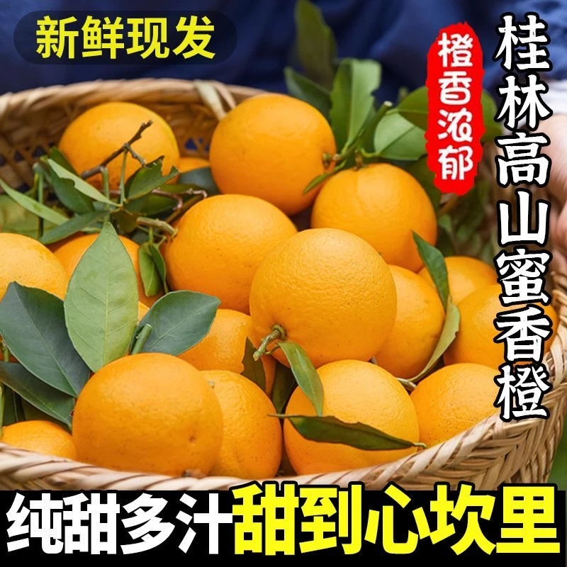 【现摘现发】广西桂林蜜香橙甜橙香气四溢橙味十足纯甜不酸新鲜采摘