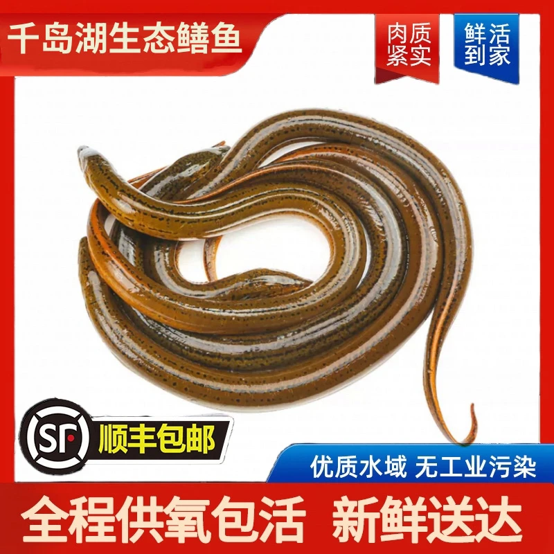 【野鳝鱼】千岛湖生态黄鳝海鲜水产营养鳝鱼1-3斤装现捕捞活鱼包活顺丰发货炸鱼