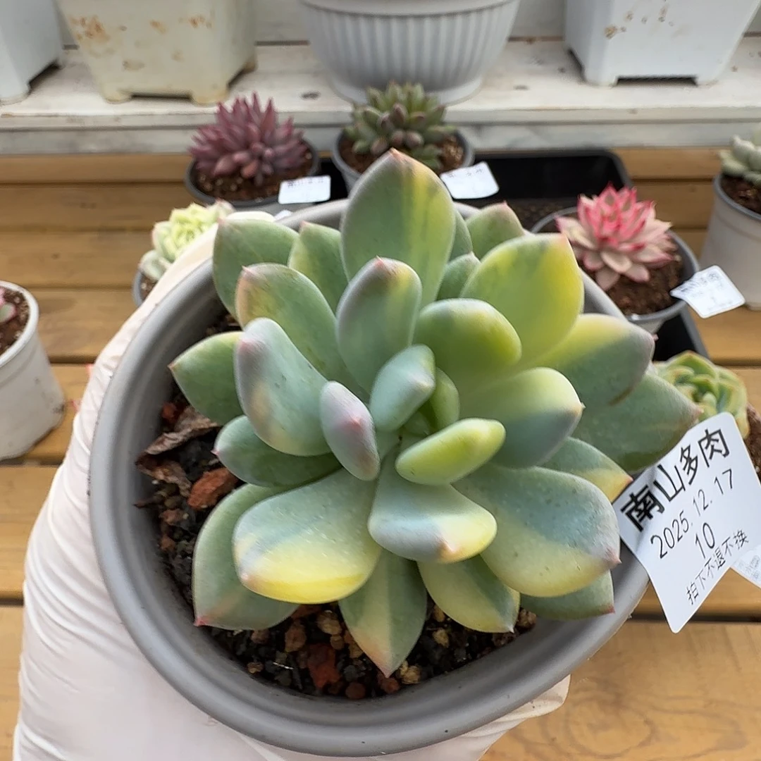 灰姑娘拉丝锦1111217-10