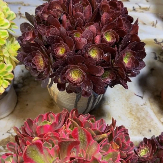 赤连12.88加急发明天早上