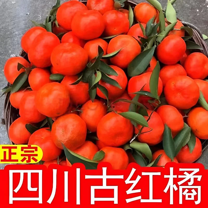 万州古红桔大红袍红桔老四川薄皮陈皮原料老树川红橘当季新鲜水果