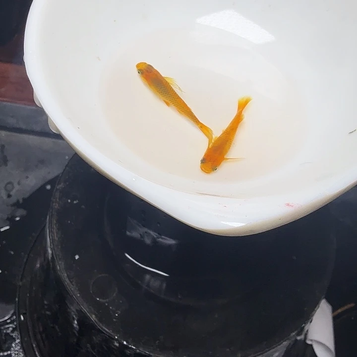 青鳉鱼80号拍品金龙