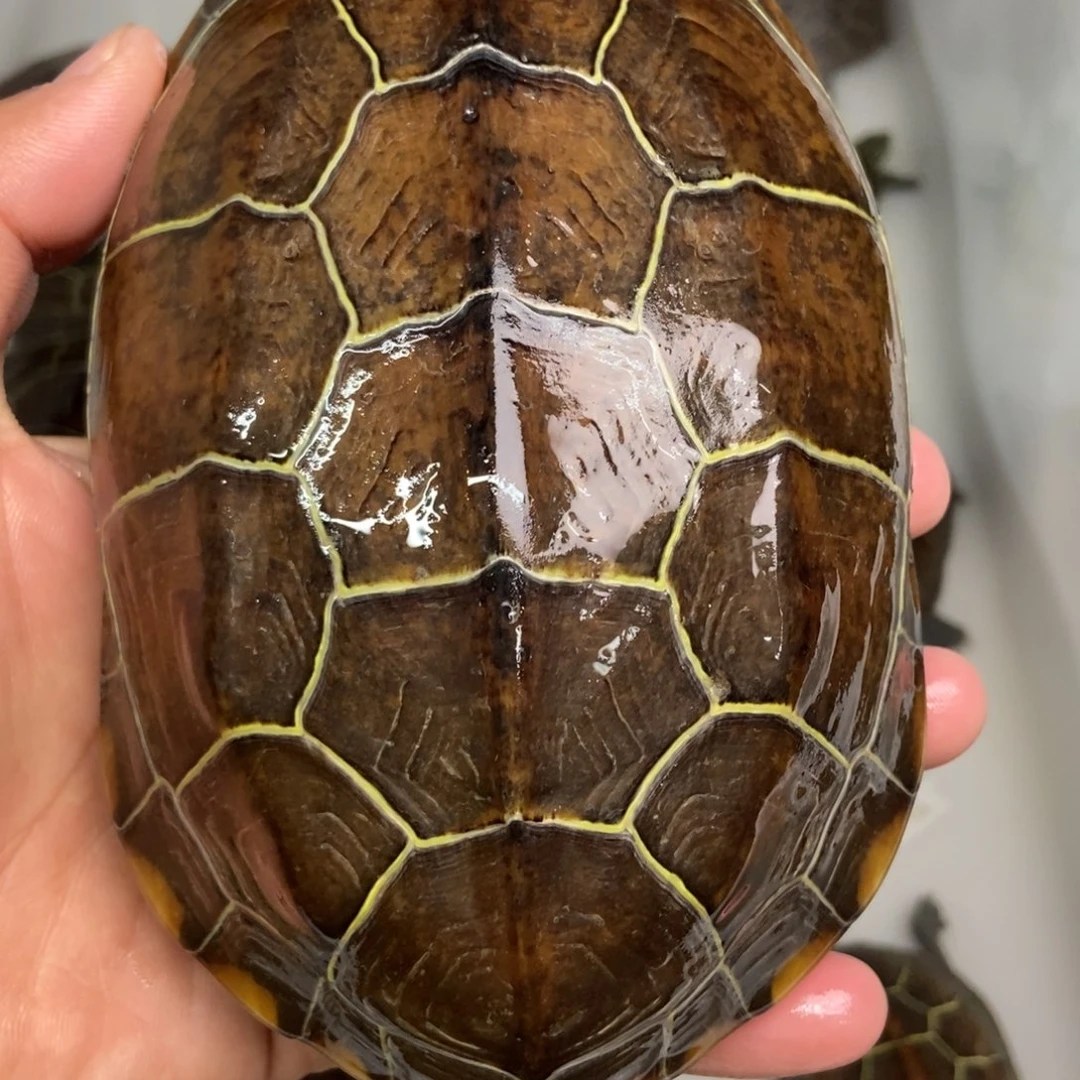 中华草龟不分公母