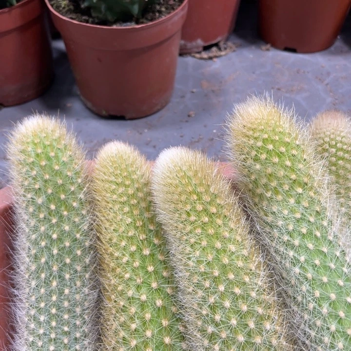 九尾狐杂交金妞侧芽一条6.88