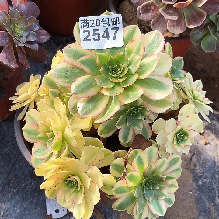 2547 一颗雨何法师
