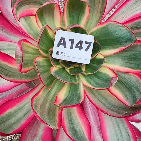 【闪购商品】12345678